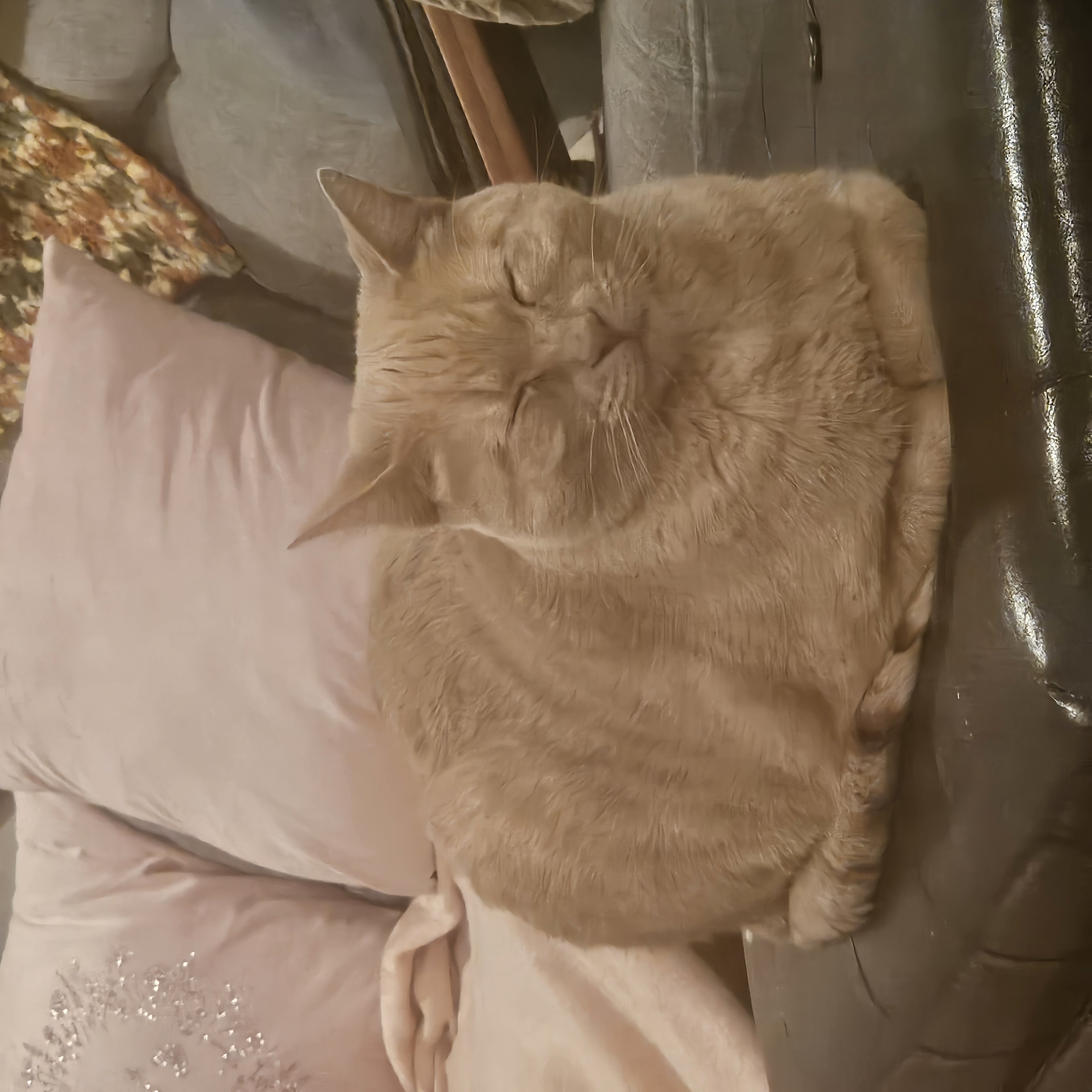 Photo of a pet uploaded to Stickery.ai